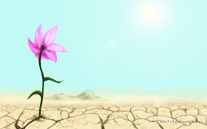 flower_in_a_desert_by_tsitra360-d2xw8mg