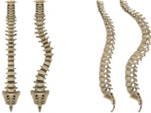 spine